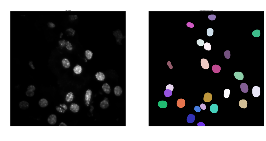 segmentation